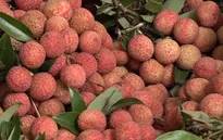 Nhật Bản ủy quyền cho Việt Nam giám sát khử trùng vải thiều xuất khẩu