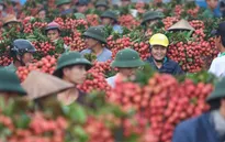 190 thương nhân Trung Quốc được phép vào mua vải thiều Bắc Giang