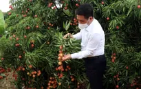 Hải Dương xuất khẩu hàng chục tấn vải thiều đầu tiên đi nước ngoài