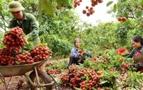 Bắc Giang đề nghị hỗ trợ lưu thông hàng hóa, tiêu thụ nông sản