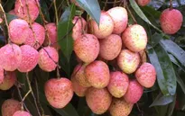 Đưa vải thiều Hải Dương lên Gian hàng Việt trực tuyến