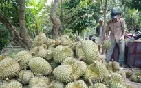Nhiều nông sản rớt giá nhưng sầu riêng giá vẫn cao