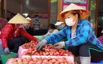 Trái vải Việt Nam xây dựng thương hiệu trên bản đồ nông sản thế giới