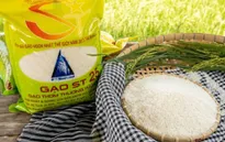 Gạo rươi ST25 đắt khách, đặt mua trước cả tháng cửa hàng không dám nhận