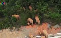 Đàn voi rừng đi lạc vào khu dân cư Vân Nam, Trung Quốc