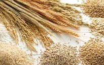 Giá lương thực thế giới tăng lên mức cao nhất trong gần 10 năm