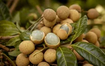 Nhãn lồng Sơn La bán tại châu Âu giá gần 500.000 đồng/kg