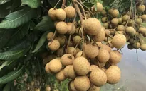 Nhãn lồng Hưng Yên lên sàn thương mại điện tử
