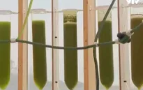 Sân chơi giảm ô nhiễm không khí bằng tảo biển