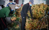 Bắc Giang thắng lớn vụ vải thiều năm 2021