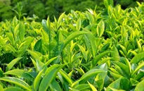 Tác dụng của trà xanh đối với bệnh giảm sút trí tuệ