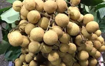 Trung Quốc cấm nhãn của Thái Lan do nhiễm rệp sáp
