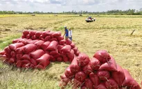 Xem xét cho vay không có tài sản bảo đảm đối với doanh nghiệp lúa gạo