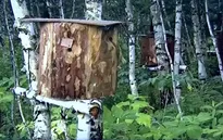 Độc đáo nghề nuôi ong truyền thống tại Nga