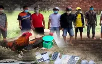 Bất chấp lệnh giãn cách, hàng chục người tụ tập đá gà ăn tiền