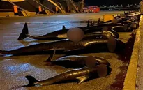 Thêm hàng chục con cá heo bị giết thịt tại quần đảo Faroe