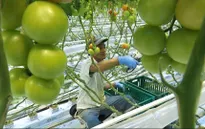 Một thành phố ở Phần Lan có 1/10 dân số là người Việt