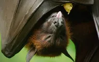 1 ca tử vong vì virus Nipah, Ấn Độ đẩy nhanh truy vết tiếp xúc