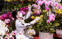 Chợ hoa Tết: Nơi “ế khách”, chỗ “cháy hàng”