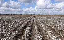 Hạn hán đe dọa vụ mùa bông tồi tệ nhất ở bang Texas trong 30 năm qua
