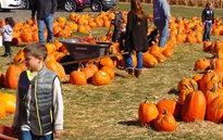 Nông trại bí ngô tự chọn mùa Halloween tại Anh