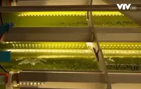 Sử dụng vi tảo hấp thụ khí CO2