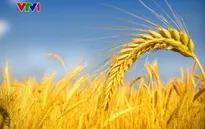 Chi phí nhập khẩu lương thực toàn cầu cao kỷ lục