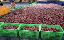 Triển vọng xuất khẩu nông sản Việt Nam - Trung Quốc