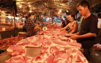Giá lợn hơi tiếp đà giảm