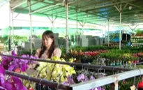 Không khí đón Tết của cộng đồng người Việt tại Campuchia