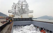Hơn 55.100 tấn gạo Việt Nam được hưởng thuế suất 5% khi xuất sang Hàn Quốc