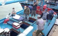 Chủ tàu lao đao vì ngư dân ''nhảy việc''
