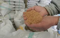 Giá lương thực ở mức cao nhất trong 61 năm qua