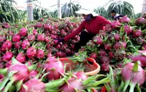 Thanh long Việt Nam có chỗ đứng vững chắc ở thị trường tỷ dân