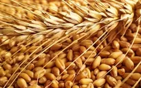 Giá lương thực thế giới tăng kỷ lục: Việt Nam nắm bắt thời cơ trong thách thức