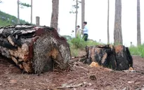 Cả ha rừng thông ở nội ô Đà Lạt bị phá trụi