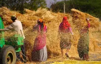 Làn sóng bảo hộ làm trầm trọng thêm khủng hoảng lương thực?
