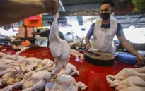 Malaysia nỗ lực kìm hãm đà tăng giá thịt gà