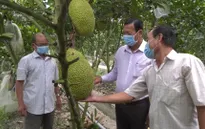 Giá nông sản phía Nam tăng trở lại