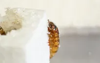 Sâu gạo ăn nhựa - "chìa khóa" tiềm năng giúp giải quyết rác thải nhựa