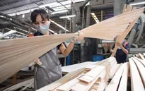 Gỗ dán cứng đối mặt điều tra thương mại tại Mỹ