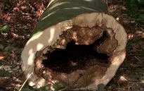 Thiếu nguồn cung khí đốt, người dân Đức trữ củi sưởi ấm chung