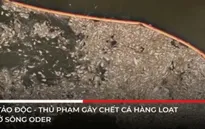 Tảo độc - thủ phạm gây chết cá hàng loạt ở sông Oder