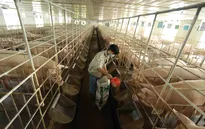 Giá lợn hơi liên tiếp giảm