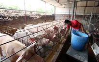 Bình ổn giá lợn hơi, hỗ trợ người chăn nuôi tái đàn