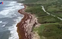 Một lượng tảo mơ kỷ lục xâm chiếm Đại Tây Dương