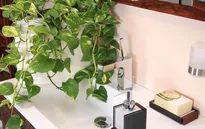 Những loại cây thích hợp nên đặt trong phòng tắm nhà bạn