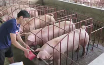 Giá lợn hơi đang ở dưới mức giá thành