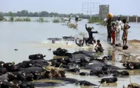 Hơn 1.280 người tử vong do lũ lụt ở Pakistan, 1/3 là trẻ em