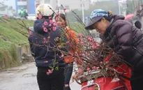 Hoa cành được ưa chuộng dịp Tết Nguyên đán